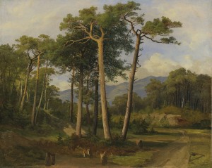 A forest landscape